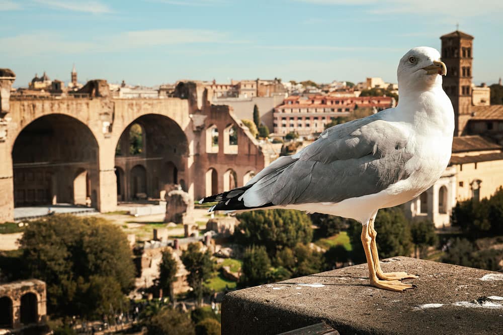 οι γλάροι της Ρώμης