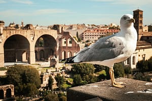 οι γλάροι της Ρώμης
